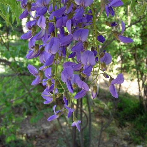 Bolusanthus Speciosus Tree Wisteria Buy Australian Seed