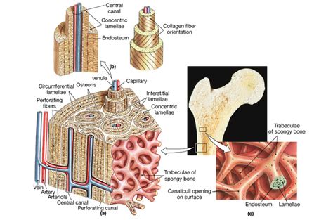 Tejido Oseo Compacto Y Esponjoso