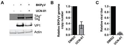 The Chk1 Inhibitor Ucn 01 Blocks Bkpyv Infection Rpte Cells Were