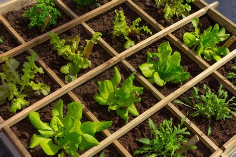 Las Mejores Plantas Para Iniciar Tu Huerto Urbano