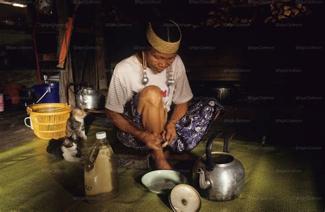 Indigenous Dayak Preparing Medicinal Herbs And Plants From Tropical