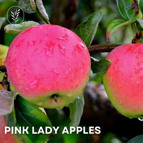 Pink Lady Apples Uncover The Sweet And Tart Charm