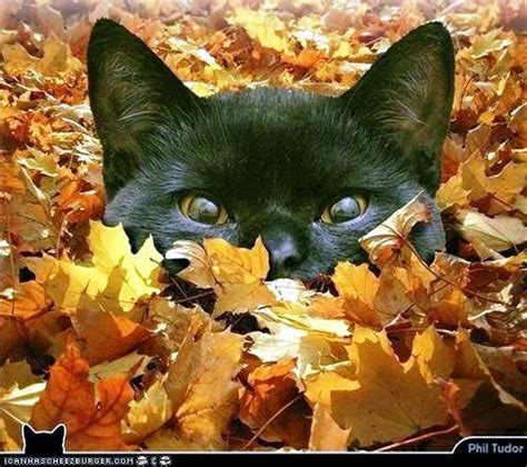 Dogs And Cats In Autumn Paperblog