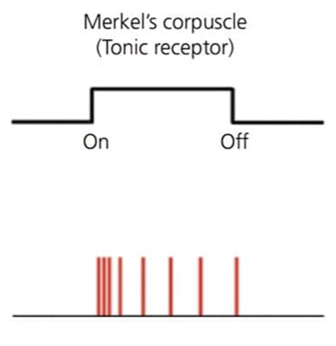 Lecture 75 Neurophysiology 1 Organization And Receptors Flashcards