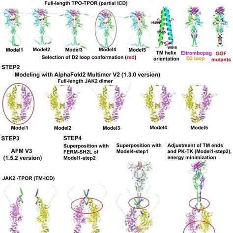 Four Step Amf Modeling Of Cytokine Receptor Signaling Complexes