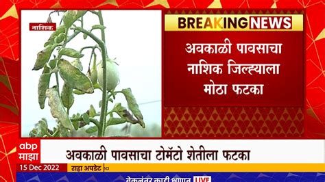 Nashik Rain अवकाळी पावसाचा शेतकऱ्यांना फटका नाशकात टोमॅटो पिकांचं