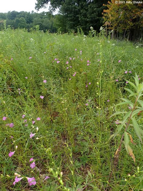 Agalinis Purpurea Purple False Foxglove Minnesota Wildflowers