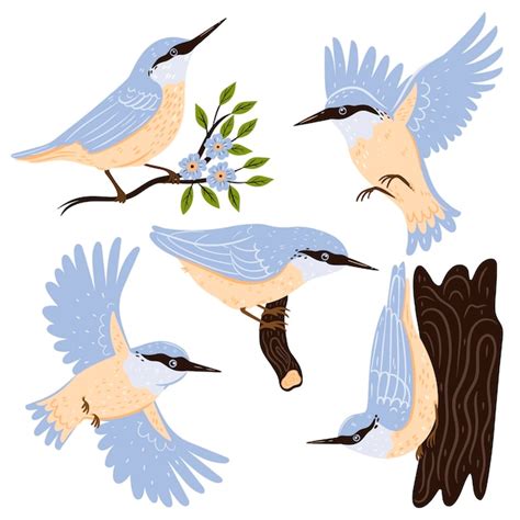 Premium Vector Set Of Nuthatch Birds Isolated On White Background