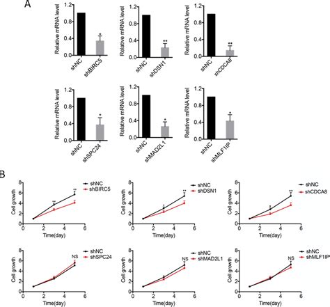 Cdca Dsn And Birc Significantly Promoted The Proliferation Of