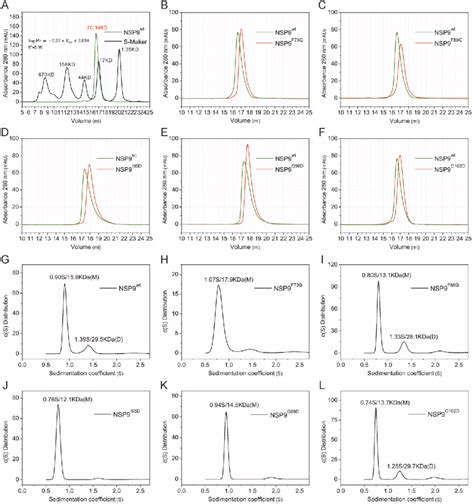 Biochemical Characterization Of IBV Nsp9 Dimerization A The SEC