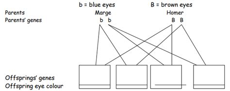 Diagram Of Biology Paper Inheritance Variation And Evolution Quizlet