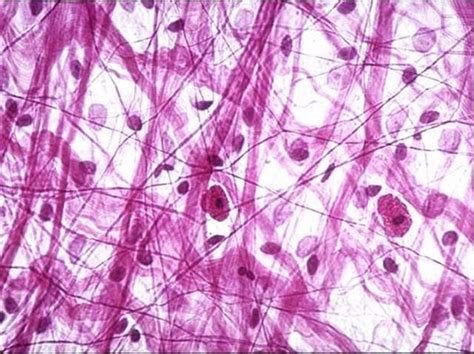 Areolar (loose) connective tissue Diagram | Quizlet