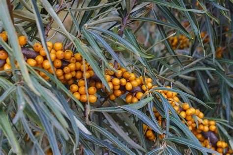 Free Images Tree Nature Branch Fruit Berry Leaf Flower Orange