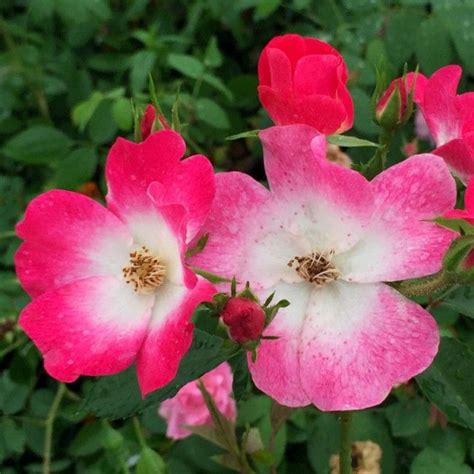 Applejack Rose Climbing English Roses Climbing Roses