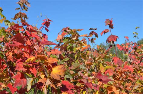 Red Maple Ontario Native Plant Nursery Container Grown