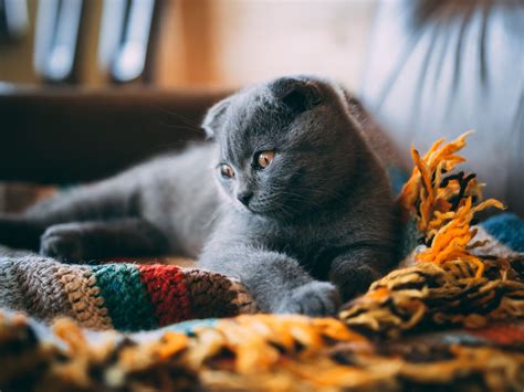 Discovering The Friendly Personality Of Scottish Fold Cats Petwithit