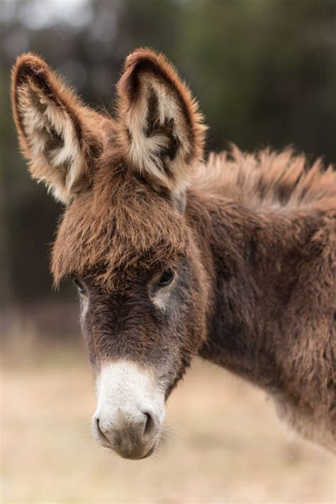 Cronicasdefauna On Twitter Junto Con El Cerdo El Burro Es El