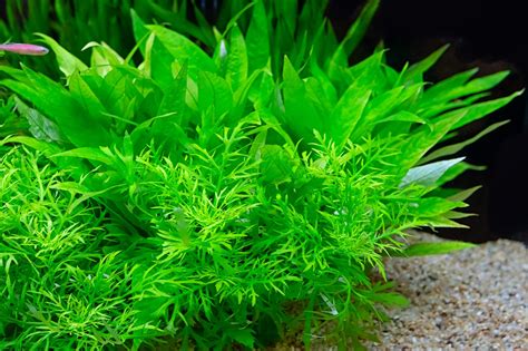 Quel Engrais Choisir Pour Ses Plantes D Aquarium