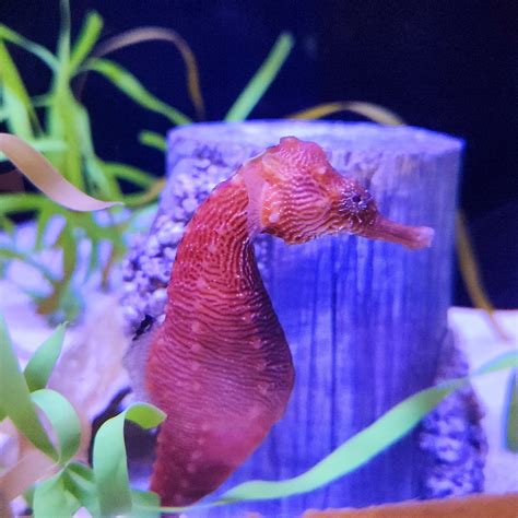 Lined Seahorse Zoochat