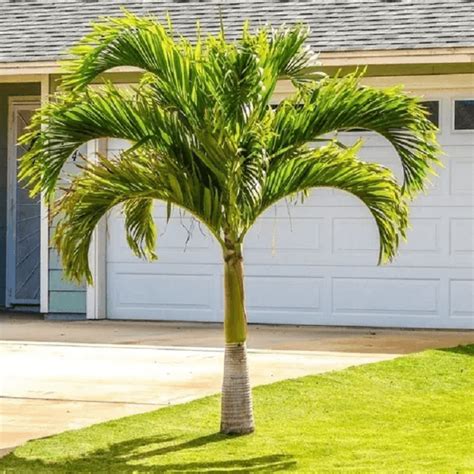 Palmeira Veitchia Dicas de Cultivo Mudas e Como Usá la no Paisagismo