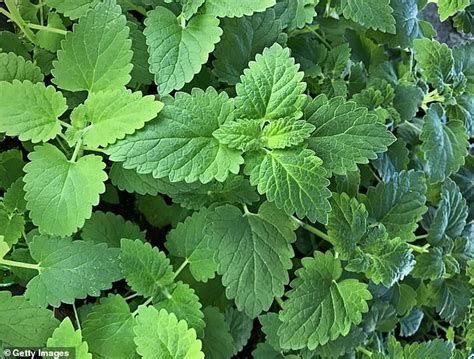 Catnip And Silver Vine Help Cats Repel Mosquitoes Study Finds Daily