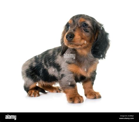 long hair dachshund in front of white background Stock Photo - Alamy