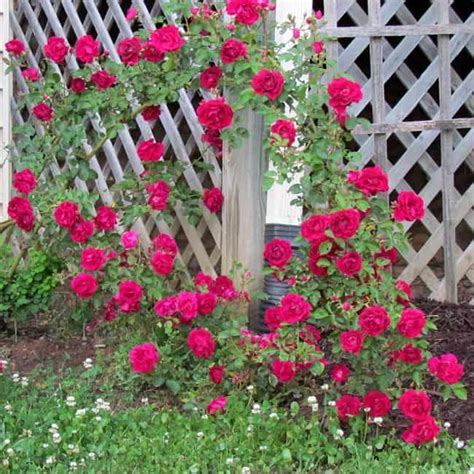 The Prettiest Climbing Roses For Your Fences & Walls