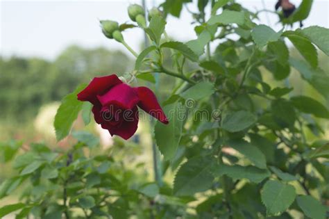 Red Climbing Rose Flower Against Foliage Background Stock Photo Image