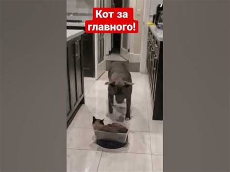 Кот убирает!Пылесос и кот!Кот и пес! #животные #смешныекошки #приколы # ...