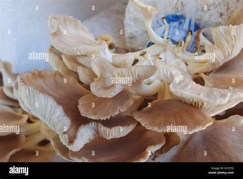 The Mushroom Farm Stock Photo Alamy