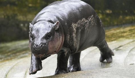 Moo Deng Thailand S Adorable Pygmy Hippo Has The Kind Of Face That Launches A Thousand Memes