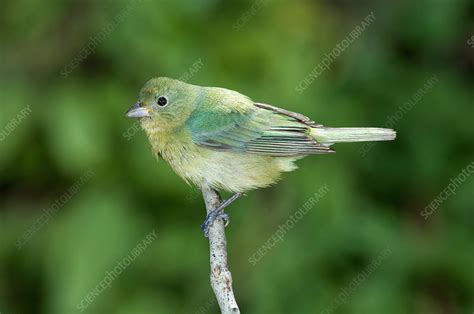 Female Painted Bunting Passerina Ciris Stock Image F031 2652