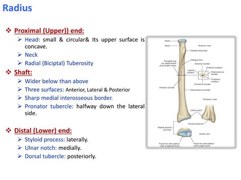 Ppt Bones Of The Upper Limb Powerpoint Presentation Free Download