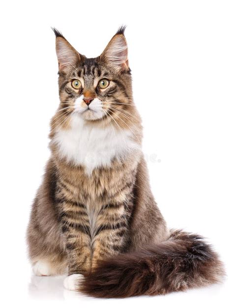 Maine Coon Cat 6 Months Old Sitting Stock Photos Free And Royalty Free