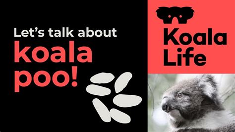 Ask An Expert What Does Koala Poo Look Like Youtube