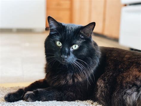 14 Long Haired Cat Breeds To Love Breed Profiles