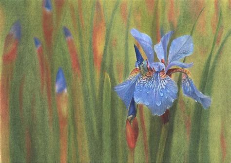 Blue Flag Iris Colored Pencil By Chris Tolman Etsy