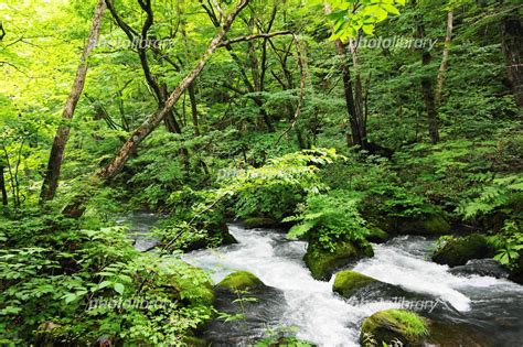 初夏の奥入瀬渓流 写真素材 4556240 フォトライブラリー Photolibrary