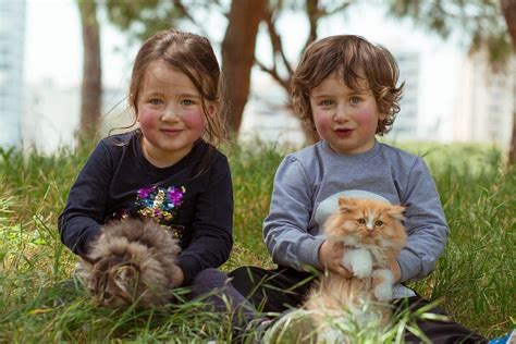 Les races de chats idéales pour les enfants découvrez les compagnons