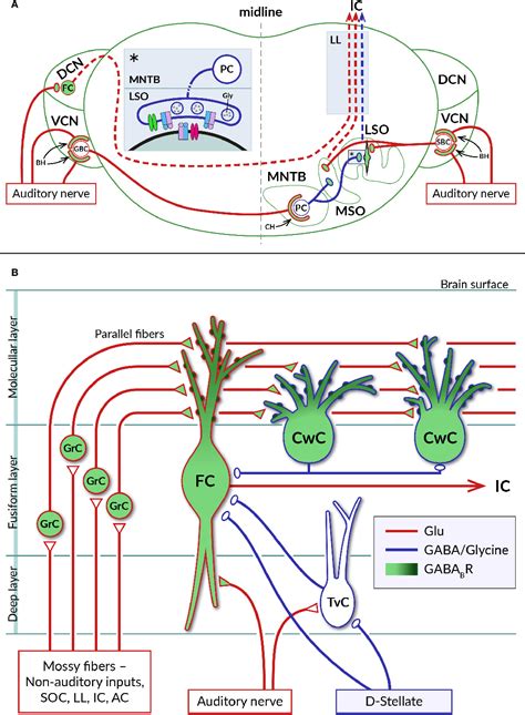 Pdf The Role Of Gabab Receptors In The Subcortical Pathways Of The Mammalian Auditory System