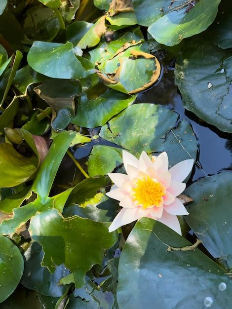 Premium Photo Beautiful Bloom Of Pink Water Lily On Water