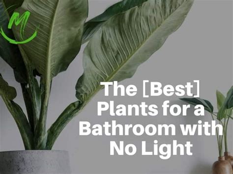 The Best Plants For A Bathroom With No Light