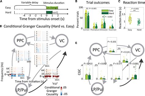 Causal Oscillations In The Visual Thalamo Cortical Network In Sustained