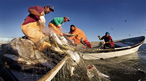 Estima El Programa Nacional De Pesca Y Acuacultura Lograr