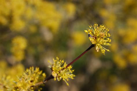 Photo #19915 | Cornus officinalis | plant lust