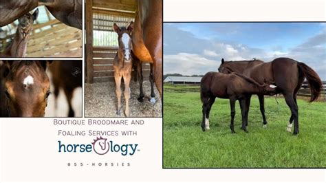 MareOlogy – Broodmare and Foaling Services - horseology