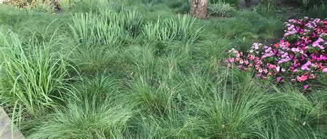 Native Grasses And Sedges Smart Choices For Better Landscapes