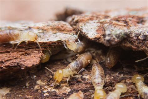 Drywood Termites Vs Subterranean Termites