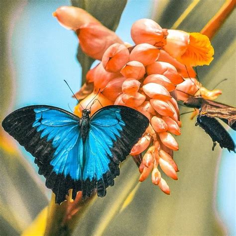 Download Butterfly On Flower Beautiful Painting Wallpaper