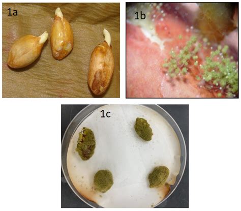 Aspergillus Flavus Peanuts